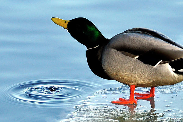 Drinking Duck Photograph
